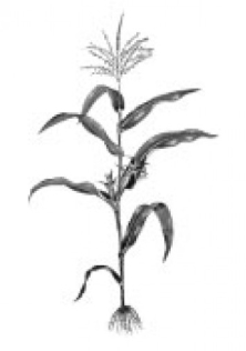 Corn, Rye & Malt