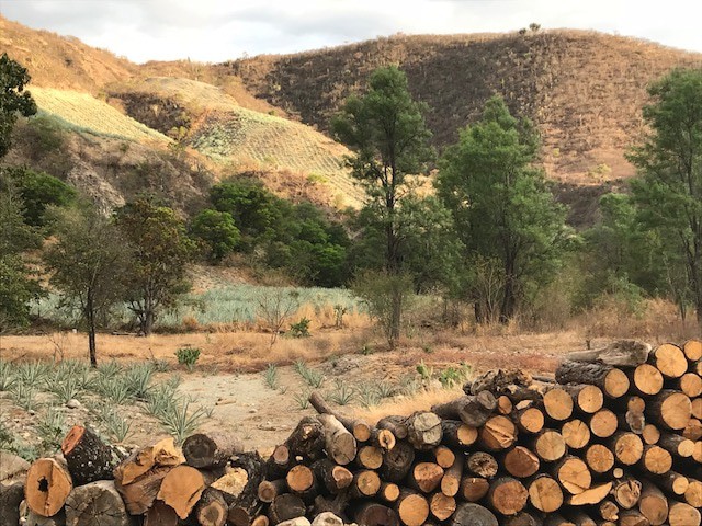 Gallery Image of Del Maguey Vida Clàsico