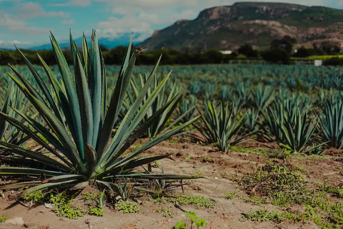 Gallery Image of Del Maguey Vida Clàsico